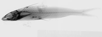 Media type: image;   Ichthyology 37283 Description: xray;  Aspect: lateral